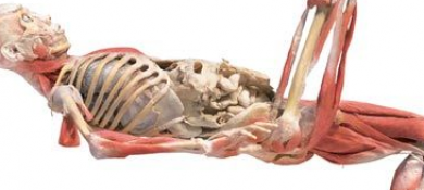 Bodies on Display in Barcelona