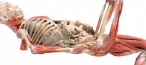 Bodies on Display in Barcelona