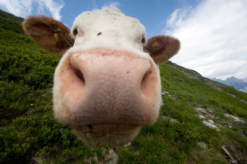 What is dairy farming really like?