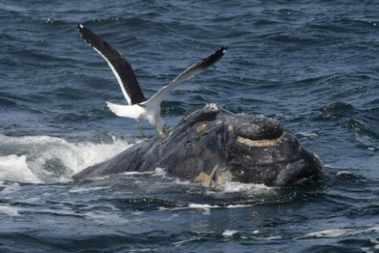 Pro-hunting nations block whale sanctuary bid.jpg