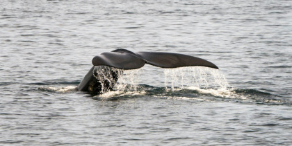 Six dead endangered right whales found in Canadian waters.jpg
