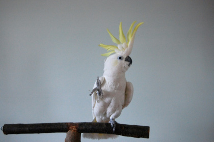 Birds just wanna have fun.jpg
