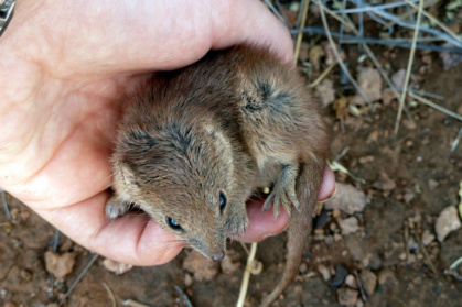 killing tiny marsupials en masse.jpg