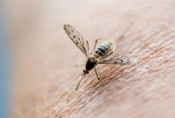 China certified malaria-free after 70-year fight.jpg