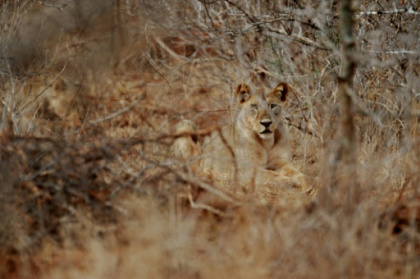 let Africa's big cats down.jpg