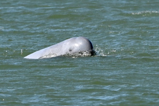 The battle to save Cambodia's river dolphins from extinction