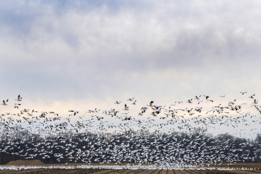 Bird flu detected in mammals but risk to humans low: experts