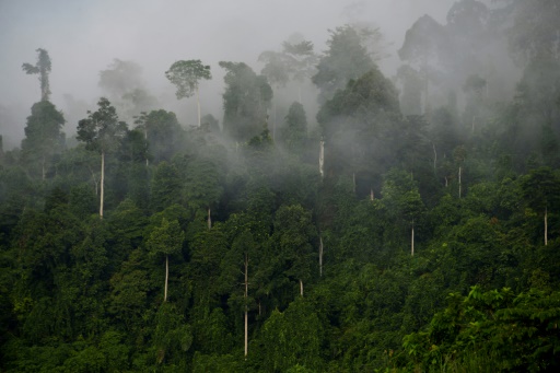World 'failing' on pledge to stop deforestation by 2030