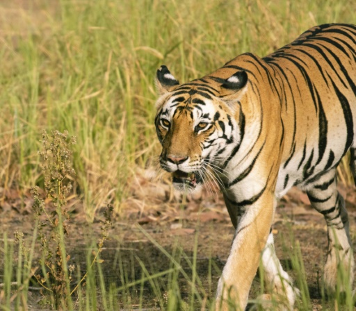 AI of the tiger: Tiny camera 'protects' predator -- and people