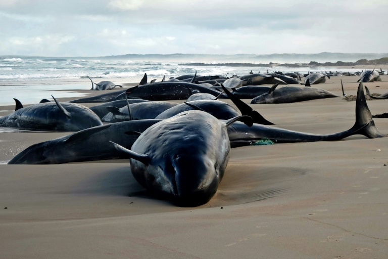 Rangers to euthanise 90 dolphins stranded on remote Australian beach
