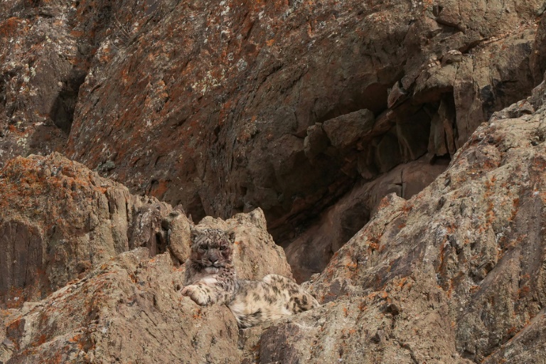 Landmark Nepal survey estimates nearly 400 elusive snow leopards