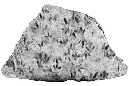 An undated handout photo released by the University of Queensland shows an image of the boulder using 3D imaging and light filters showing the dinosaur footprints