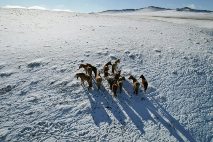 Heavy snowfall and frozen ground means livestock cannot find food