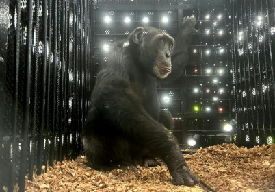 On Sunday, 38-year-old Yoko was flown to Brazil to finally join others of his kind at a sanctuary there