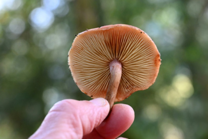 Fungi, the lifeblood of most plants, underpin ecological diversity on Earth