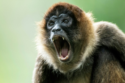 Spider monkeys can hit the widest range of octaves while 'yodelling', easily beating humans