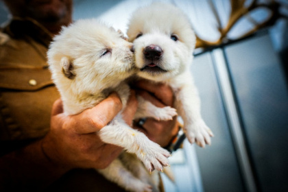 A Texas startup called Colossal Biosciences made a big splash this week by releasing footage of canines they say are dire wolves, a species that vanished more than 12,000 years ago