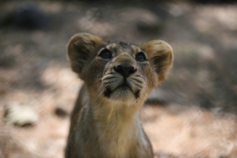 India's lion population rises by a third