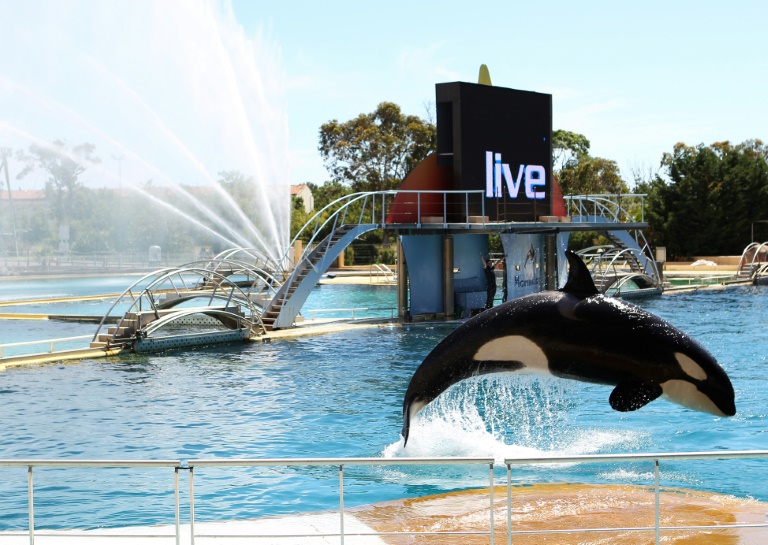 Worry for orcas in French marine park spikes after video