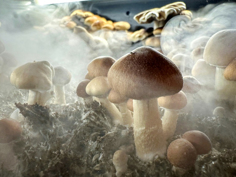 New Zealand approves medicinal use of 'magic mushrooms'