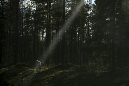 Increased military activity in the Arctic has become a headache for Finland's reindeer herders - Olivier MORIN (AFP)