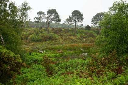 Cultivated peatlands account for some five percent of greenhouse gas emissions - Justin TALLIS (AFP)