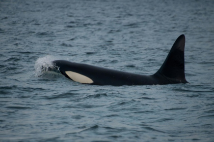 Killer whales have been spotted rubbing kelp between their bodies, potentially to clean their skin - Olivier MORIN (AFP)