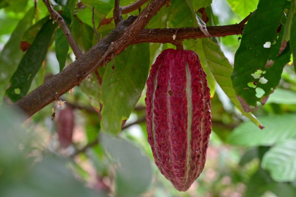 AFP__20250624__49PG8T3__v1__MidRes__EcuadorAgricultureCocoa.jpg