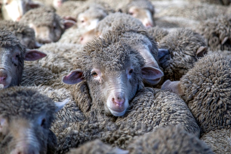 New Zealand farmers battle pine forests to 'save our sheep'