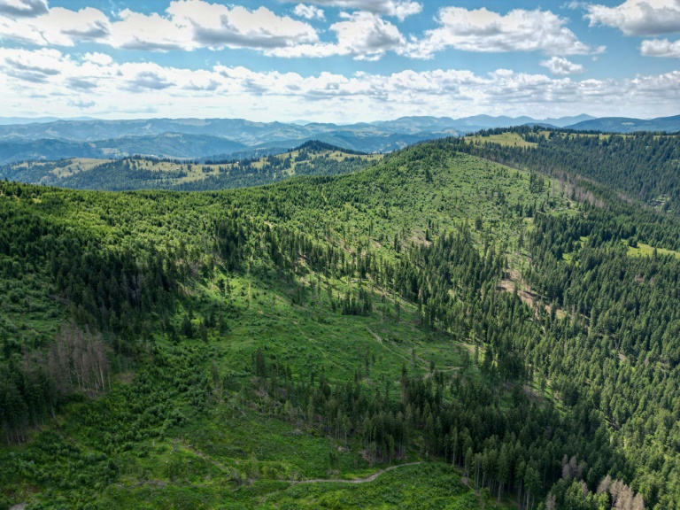 EU urged to act on forests' faltering absorption of carbon
