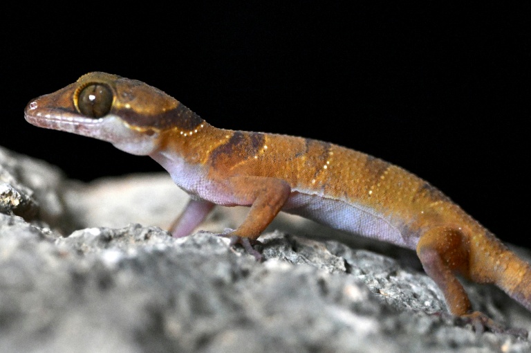 New species teem in Cambodia's threatened karst