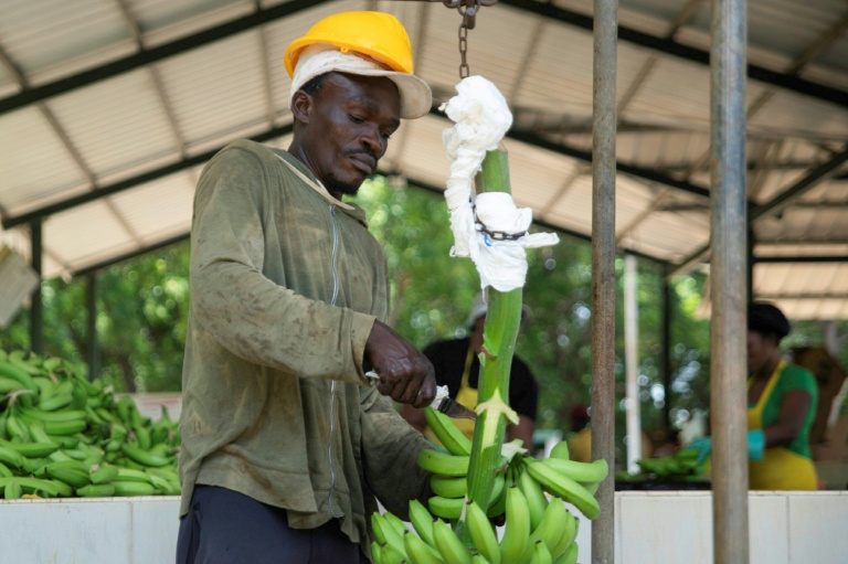 'Always hiding': Haitian laborers fear Dominican deportation push