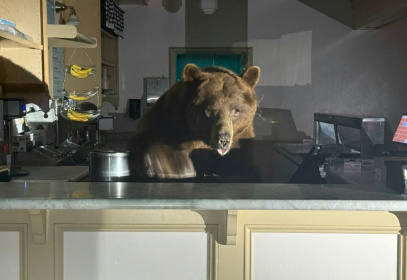 Bear necessities: The big animal climbed on the ice cream shop's counter looking for a treat - - (AFP)