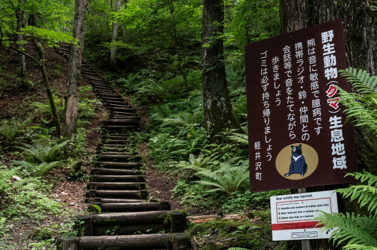 Japan governor asks for military help against 'dire' bear attacks