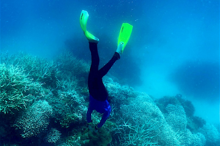 World's coral reefs crossing survival limit: global experts