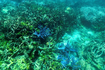 Corals and amphibians are among the species hit hardest, with more than 40 percent of each group under threat in the IUCN's last update - Glenn NICHOLLS (AFP)