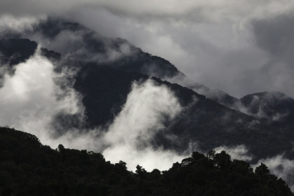 Rainforests in Australia's northern tropics are no longer acting as net carbon sinks, according to new research. - DAVID GRAY (AFP)