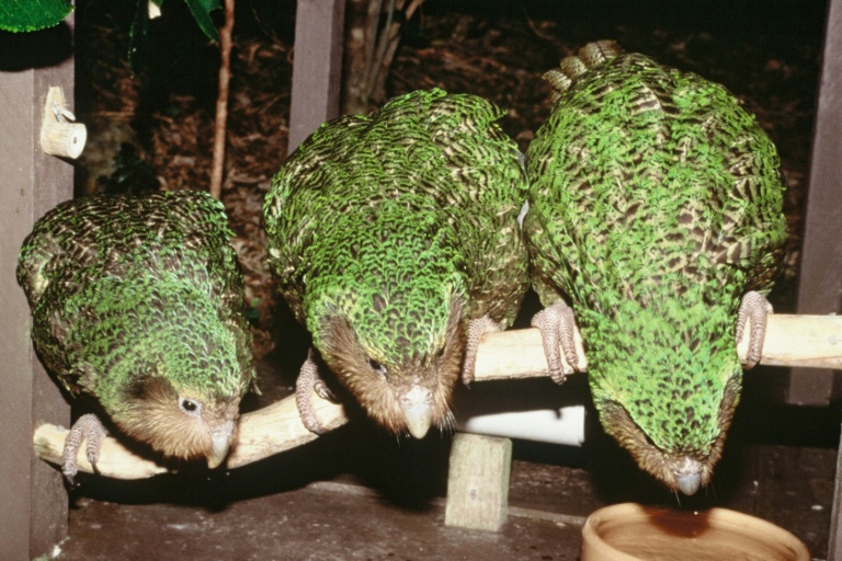 New Zealand's rare flightless parrot begins breeding again