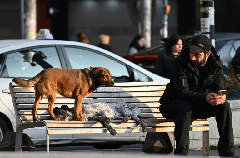 Georgia's street dogs stir affection, fear, national debate