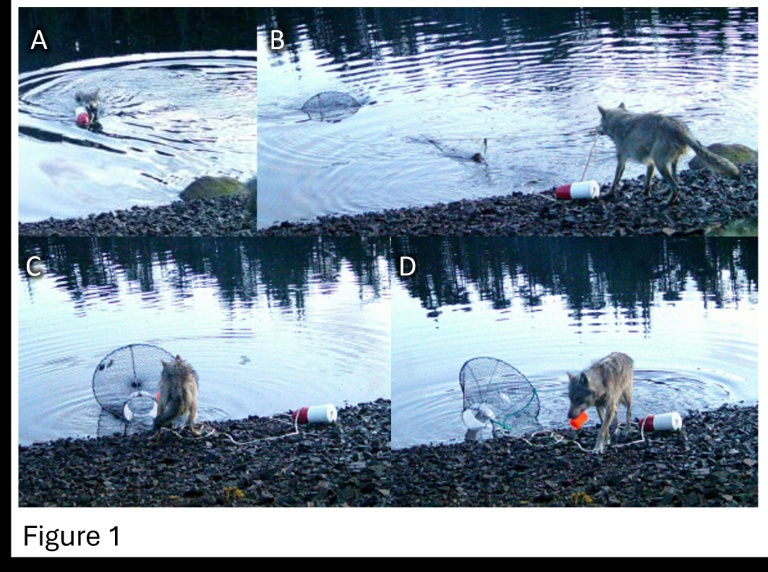 Researchers stunned by wolf's use of crab traps to feed