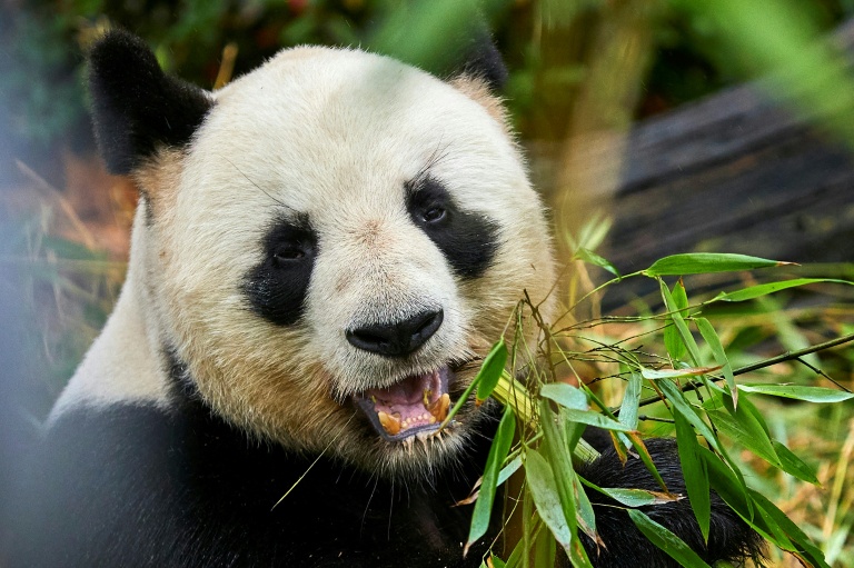 France bids farewell to beloved pandas bound for China