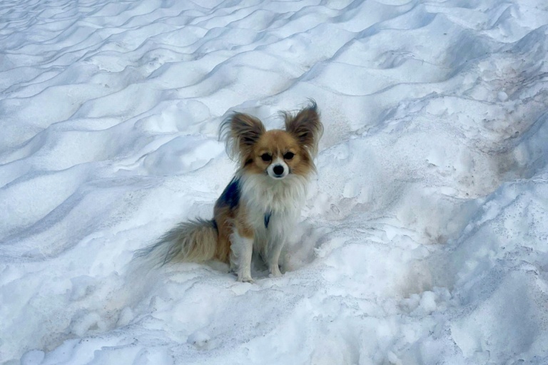 Scientists say most dogs have some wolf DNA - even chihuahuas