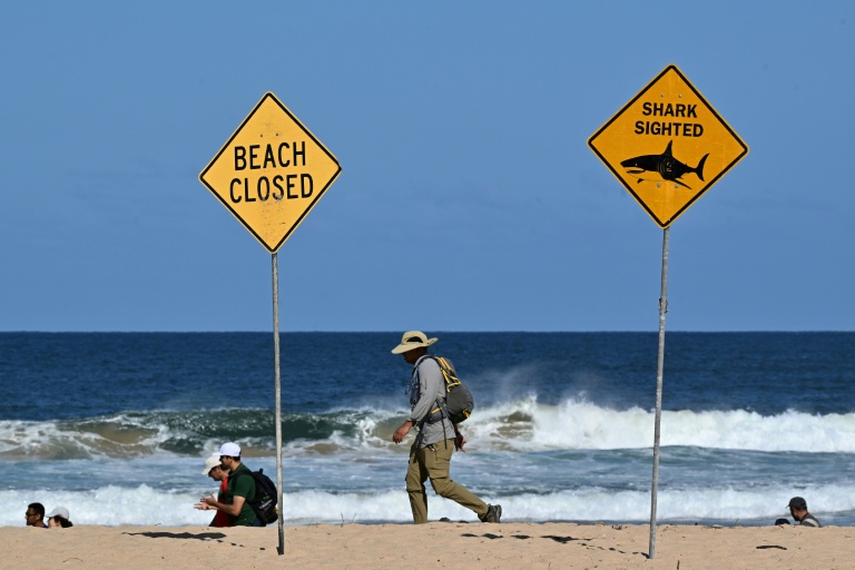 Racing towards great white sharks in Australia