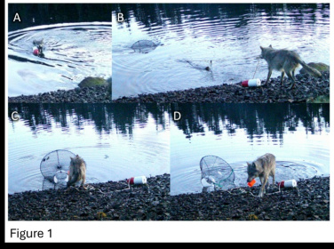 The wolf dragged a green crab trap from the water to the shore to eat its bait in the Heiltsuk Indigenous territory of Canada - - (AFP)