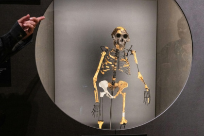 The new research could raise about the status of the famous Australopithecus afarensis skeleton 'Lucy' - Michal Cizek (AFP)