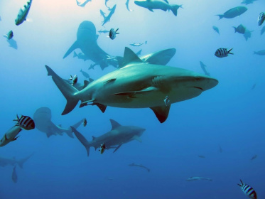 Bull sharks are the only one of the cartilaginous fishes that are able to move between fresh and salt water, allowing them to swim vast distances - COLIN SIMPENDORFER (AFP)