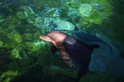 Animal rights concerns have driven countries to ban the capture of dolphins, porpoises and whales, while growing numbers of marine parks are shutting - Valery HACHE (AFP)