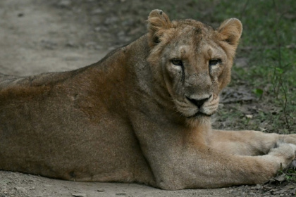 By the early 20th century, only about 20 Asiatic lion had remained, nearly wiped out by hunting and habitat loss - Indranil MUKHERJEE (AFP)