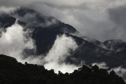 New research show tree mortality is rising across Australia's forest as the climate warms - DAVID GRAY (AFP)