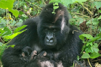 Mafuko, an endangered mountain gorilla, holds the twins she gave birth to in the Virunga National Park, eastern Democratic Republic of Congo - - (AFP)